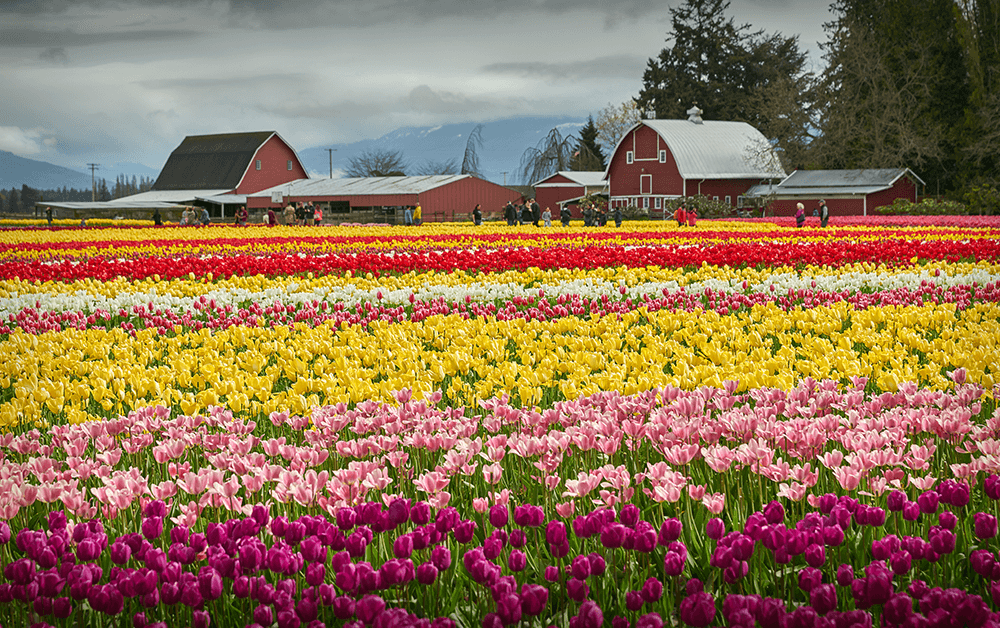 Highpoint-New-homes-Skagit-County-magic